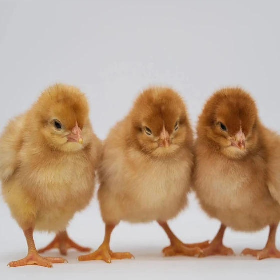 brown-live-chicks-2.webp