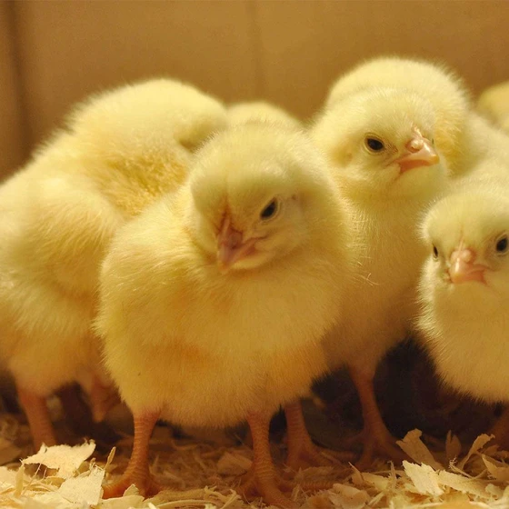 yellow-chicken-chicks-1.webp