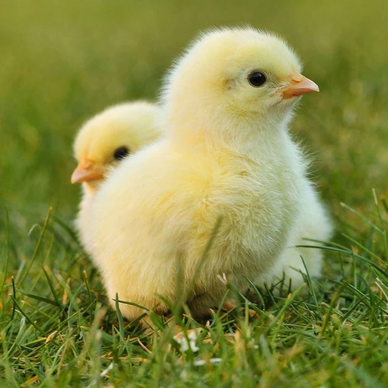 yellow-chicken-chicks-2.webp
