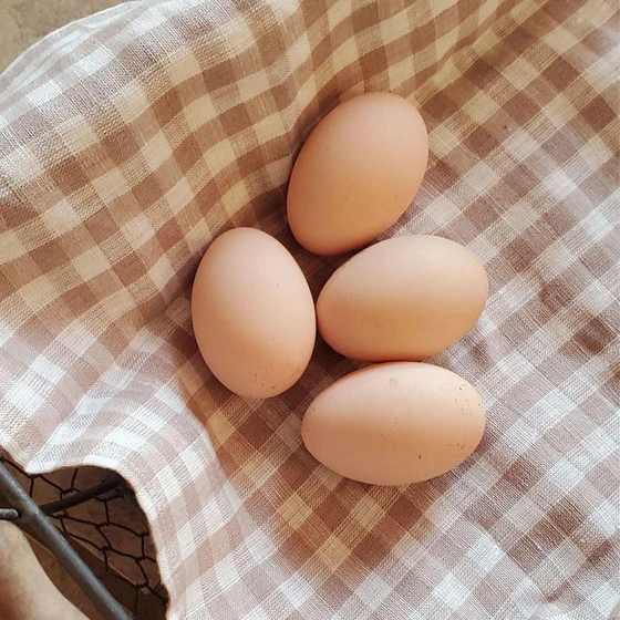 poultry-brown-egg-1.webp