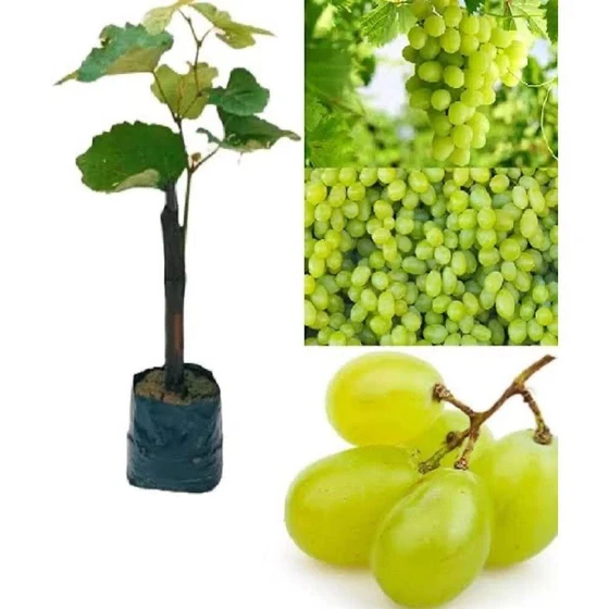 grapes-fruit-plant-2.webp