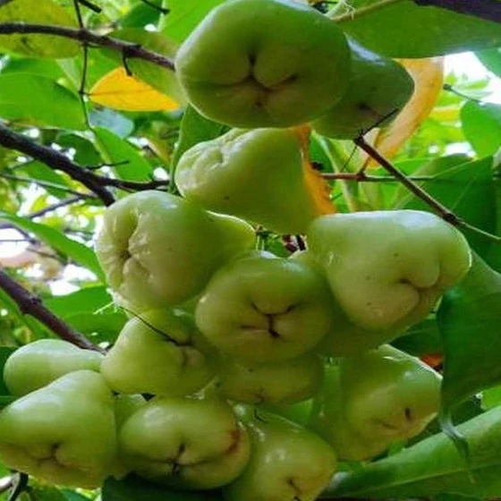 water-apple-plant-1.webp