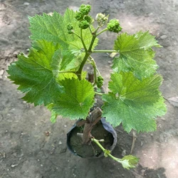 Grapes Fruit Plant