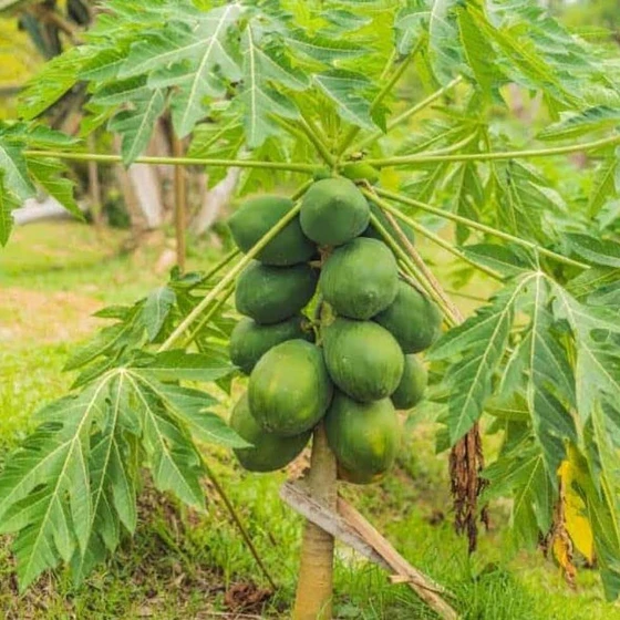 organic-papaya-plant-2.webp