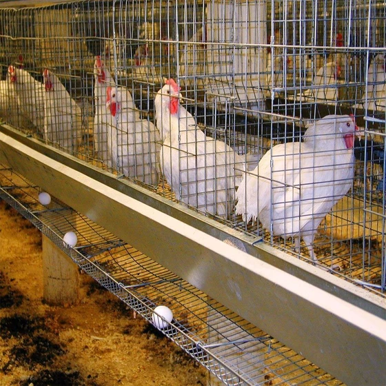 grower-poultry-cage-2.webp