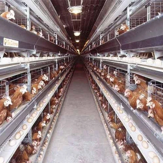 broiler-battery-cage-2.webp
