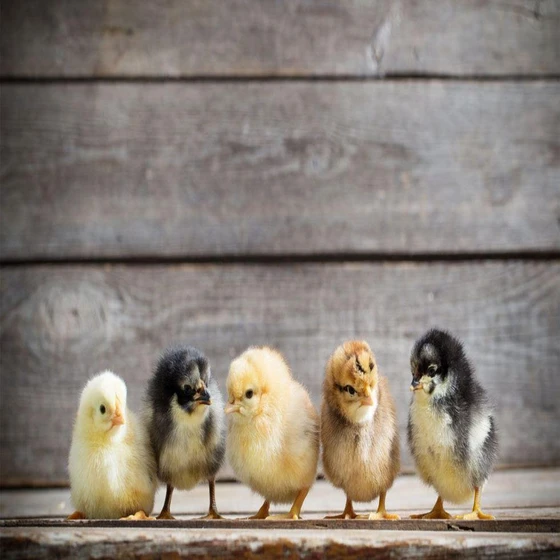 breeds-chicks-1.webp
