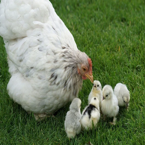 white-breeds-chicks-1.webp
