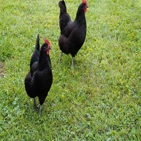 black-breeds-chicks-1.webp