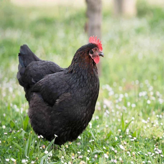 black-breeds-chicks-2.webp