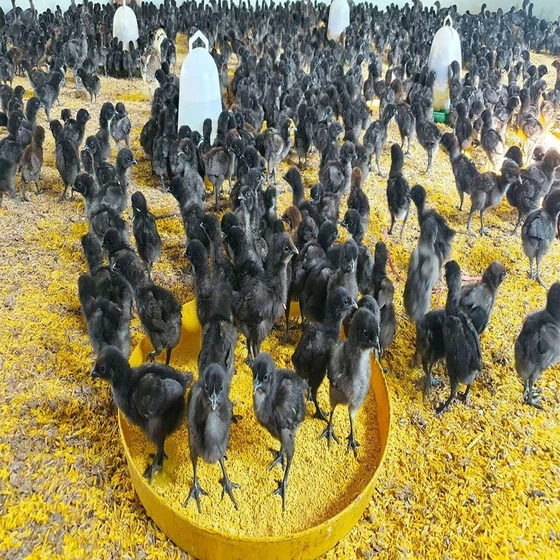 black-poultry-farm-chicks-1.webp