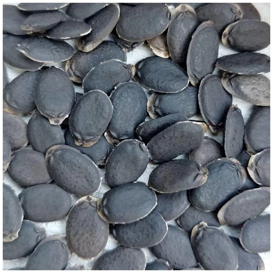 sponge-gourd-seeds-1.webp