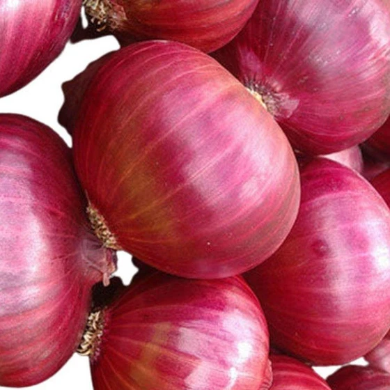 organic-white-onion-1.webp