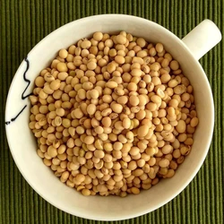 Organic Soya Bean