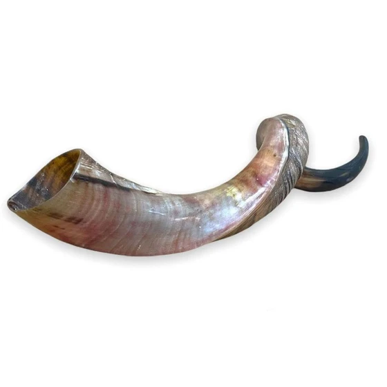 natural-horn-shofar-2.webp