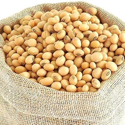 Whole Soybean Seed 