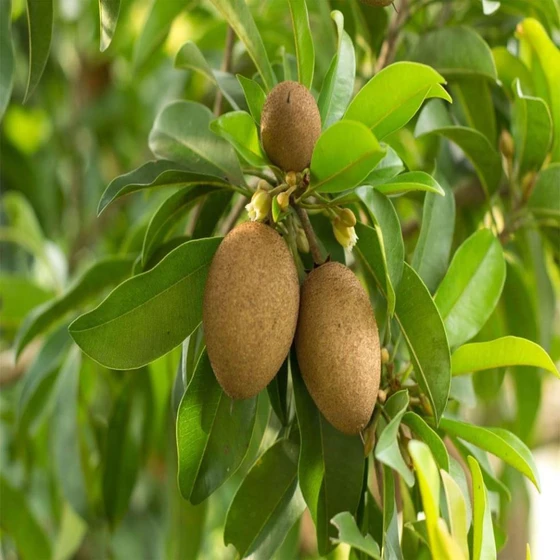 chiku-fruit-plants-1.webp