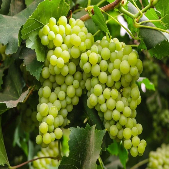 healthy-green-grapes-2.webp
