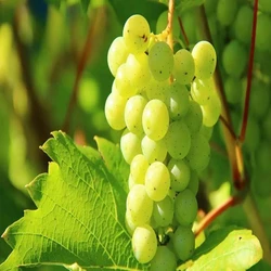 Healthy Green Grapes