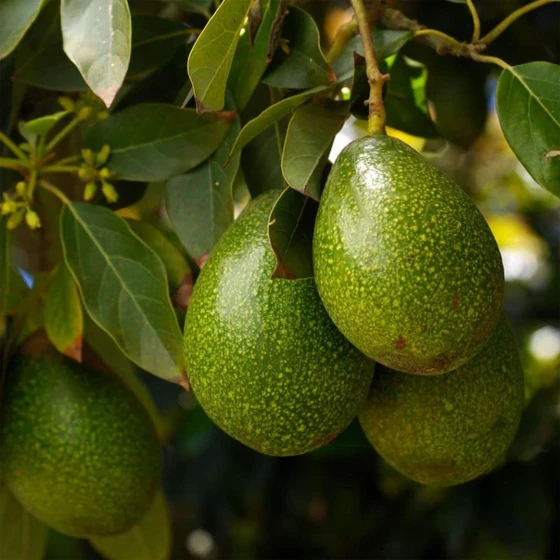 cultivated-avocado-2.webp