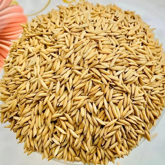 organic-paddy-rice-1.webp