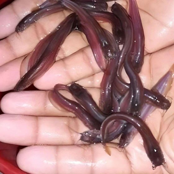 singhi-fish-seed-1.webp