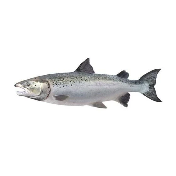 fresh-salmon-fish-1.webp