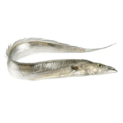 Fresh Ribbon Fish