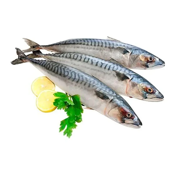 fresh-mackerel-fish-1.webp