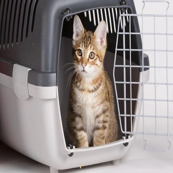 petmate-kitten-cage-1.webp