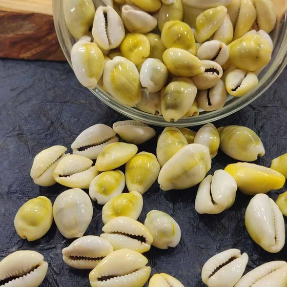 yellow-cowrie-shells-2.webp