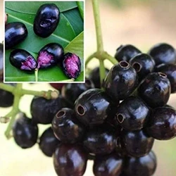 Jamun Fruit Plant