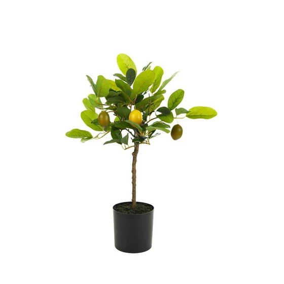 lemon-outdoor-plants-2.webp