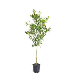 Lemon Outdoor Plants