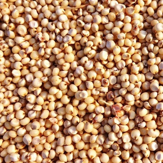 sorghum-jowar-seeds-1.webp