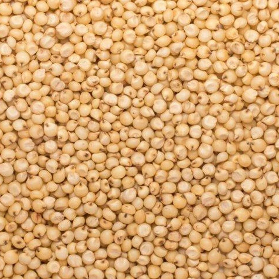 natural-jowar-seeds-1.webp