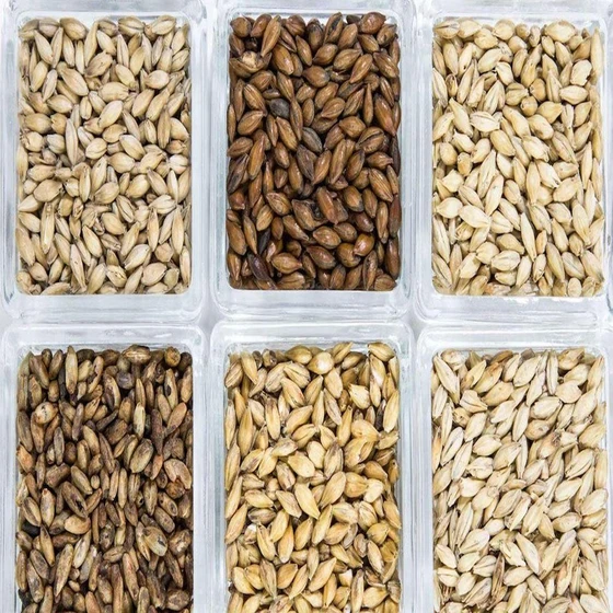 barley-malt-grain-2.webp