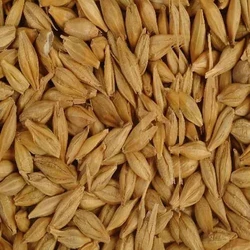 Barley Malt Grain
