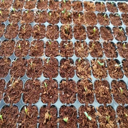 Coco Peat Farming, Water retention & releasing uses