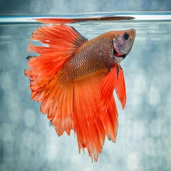 Asian Betta Fighter Fish, Colorful, 3year life span
