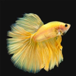 Feather Tail Betta Fighter Fish, Various pattern