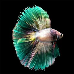 Green Halfmoon Betta Fish, Home usage, 3inch size