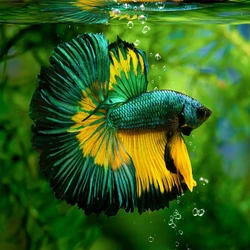 Siam Betta Fish, Natural coloration, flare gill cover