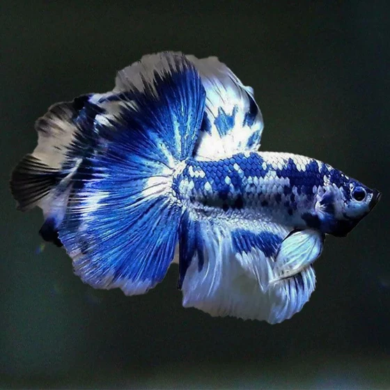 halfmoon-betta-fighting-fish-1.webp