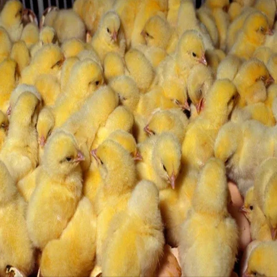 yellow-poultry-farm-chicks-2.webp