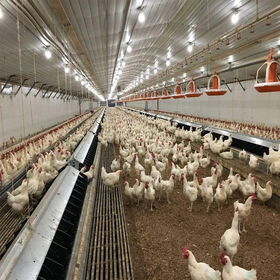poultry-farming-broiler-2.webp