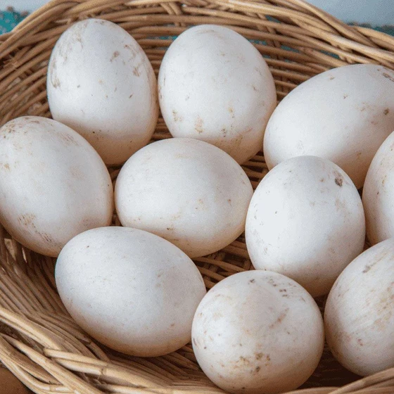 fresh-country-duck-egg-1.webp