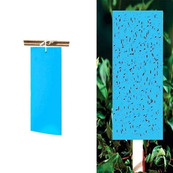 blue-sticky-insect-trap-2.webp