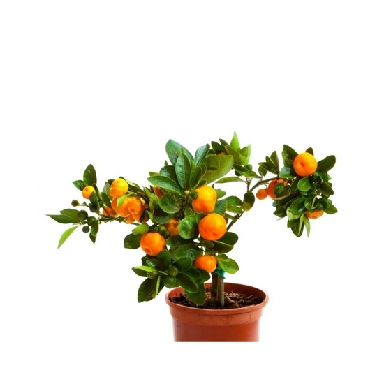 orange-fruit-plants-2.webp