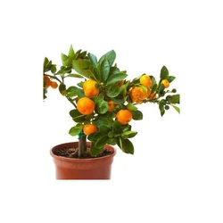 Orange Fruit Plants